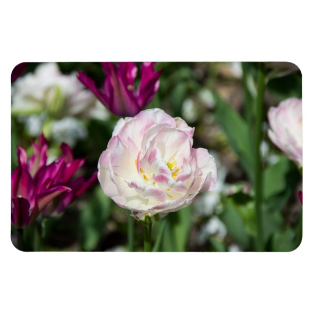 Bright pink tulips on a sunny day  magnet (Horizontal)
