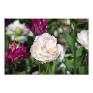 Bright pink tulips on a sunny day photo print