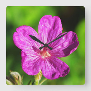 Bright Pink Wildflower Blooming Green Grass Square Wall Clock