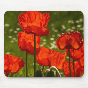 Bright Poppies Close Up Photo Mouse Pad