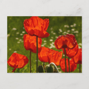 Bright Poppies Close Up Photo Postcard