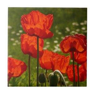 Bright Poppies Close Up Photo Tile