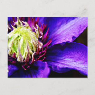 Bright Purple clematis flower art postcard