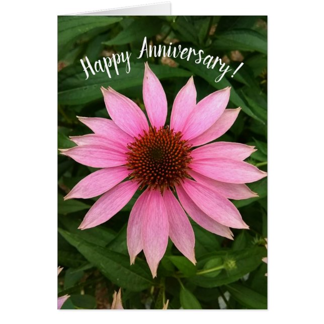Bright Purple Coneflower Anniversary Card (Front)