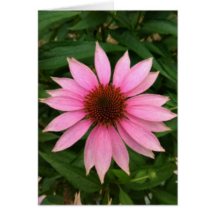 Bright Purple Coneflower Blank Card