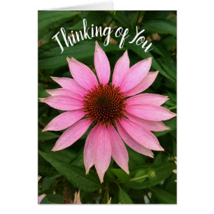 Bright Purple Coneflower Thinking of You Card