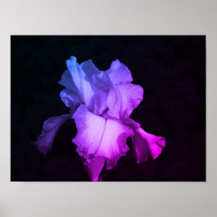 Bright Purple Iris on Dark Background Photo Poster