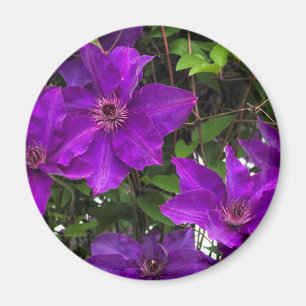 Bright Purple Jackmanii Clematis Vine Magnet