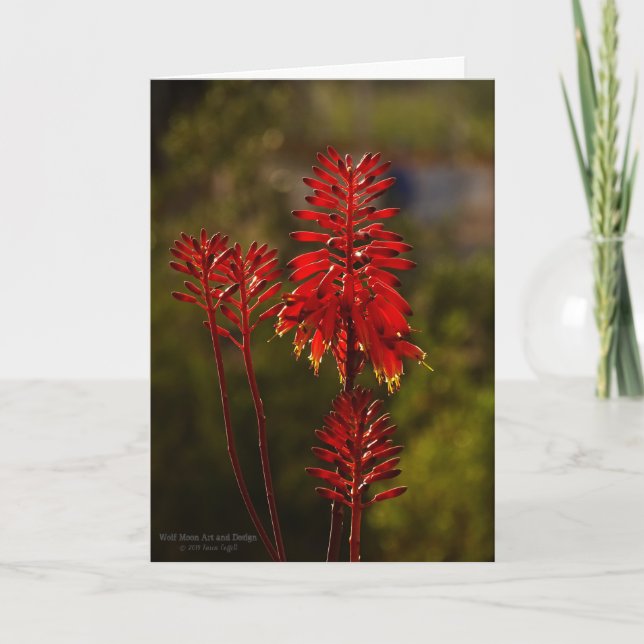 Bright Red Aloe Vera Flowers Card (Front)