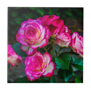 Bright Red and White Roses Tile