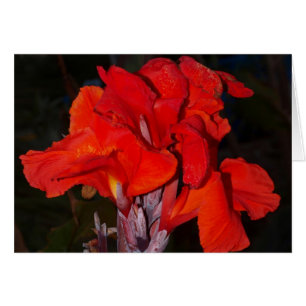 Bright red canna lily card