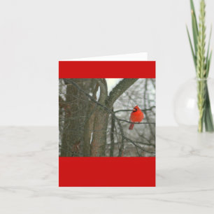 Bright Red Cardinal On Tree Branch (photog) Card