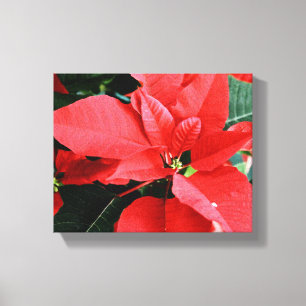 Bright Red Christmas Poinsettia Canvas Print