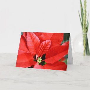 Bright Red Christmas Poinsettia Holiday Card