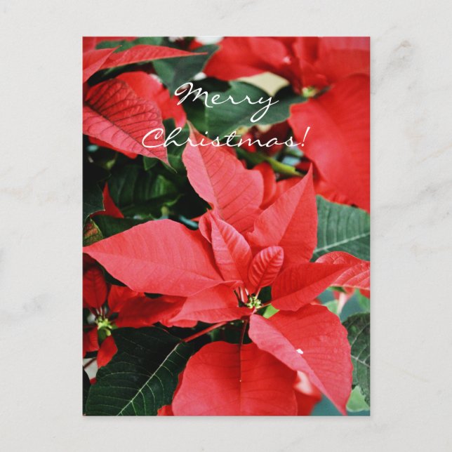 Bright Red Christmas Poinsettia Holiday Postcard (Front)