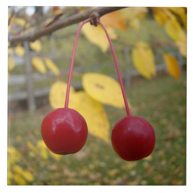 Bright Red Crab Apples Photo Tile (Front)