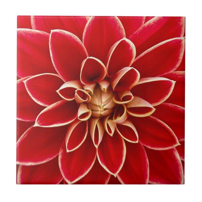 Bright Red Dahlia Flower Tile (Front)
