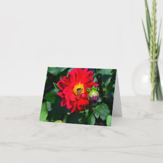 Bright Red Dahlia Wine Coloured Bud Greeting Card