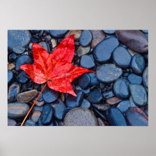 Bright Red Fall Leaf Poster