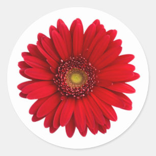 Bright Red Gerbera Daisy Flower Classic Round Sticker