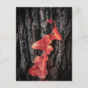 Bright Red Ivy on Tree Bark Postcard