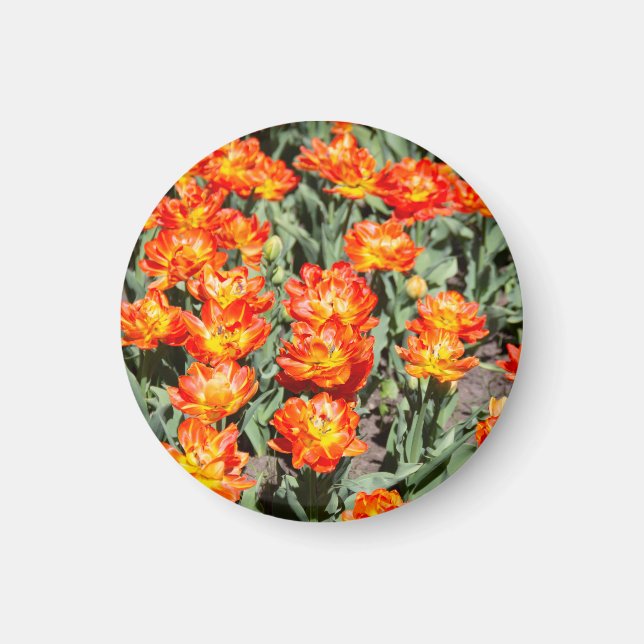 Bright red-orange ginger tulips magnet (Front)