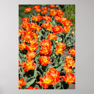 Bright red-orange ginger tulips poster