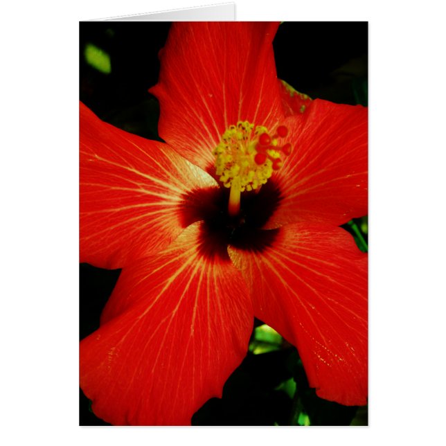 Bright Red Orange  Hibiscus Flower (Front)