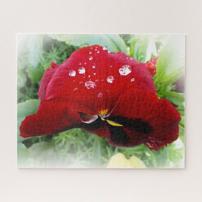 Bright red pansy jigsaw puzzle (Horizontal)