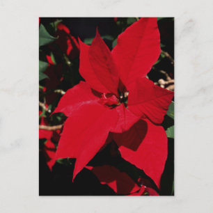 Bright Red Pointsettia Postcard