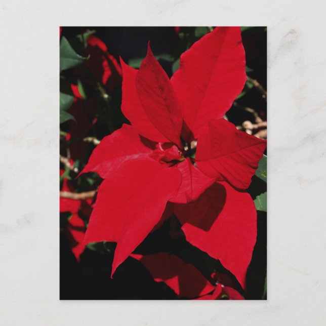 Bright Red Pointsettia    Postcard (Front)