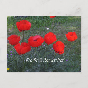 Bright Red Poppies Postcard