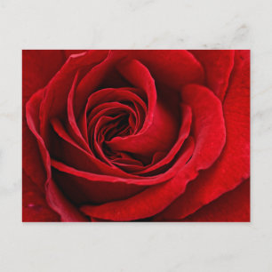 Bright Red Rose Close Up Postcard