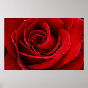 Bright Red Rose Close Up Poster