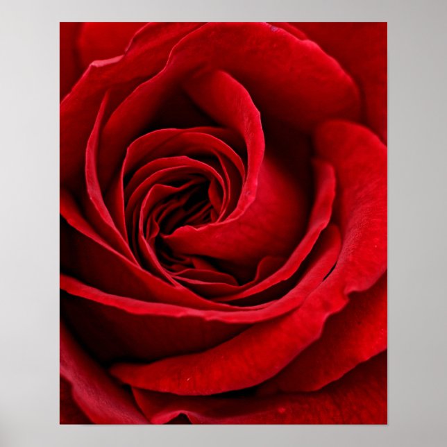 Bright Red Rose Close Up Poster (Front)