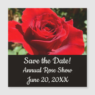 Bright Red Rose Flower Beautiful Floral