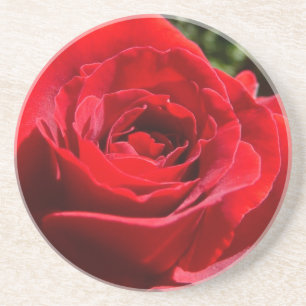 Bright Red Rose Flower Beautiful Floral Coaster