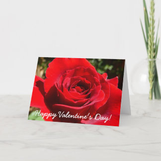 Bright Red Rose Flower Beautiful Floral Holiday Card