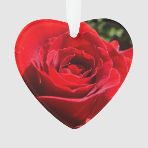 Bright Red Rose Flower Beautiful Floral Ornament