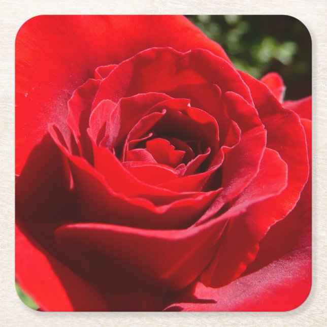 Bright Red Rose Flower Beautiful Floral Square Paper Coaster (Front)