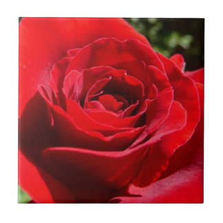 Bright Red Rose Flower Beautiful Floral Tile