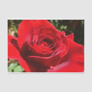 Bright Red Rose Flower Beautiful Floral Tissue Paper