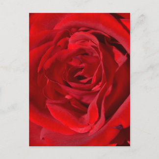 Bright Red Rose Postcard