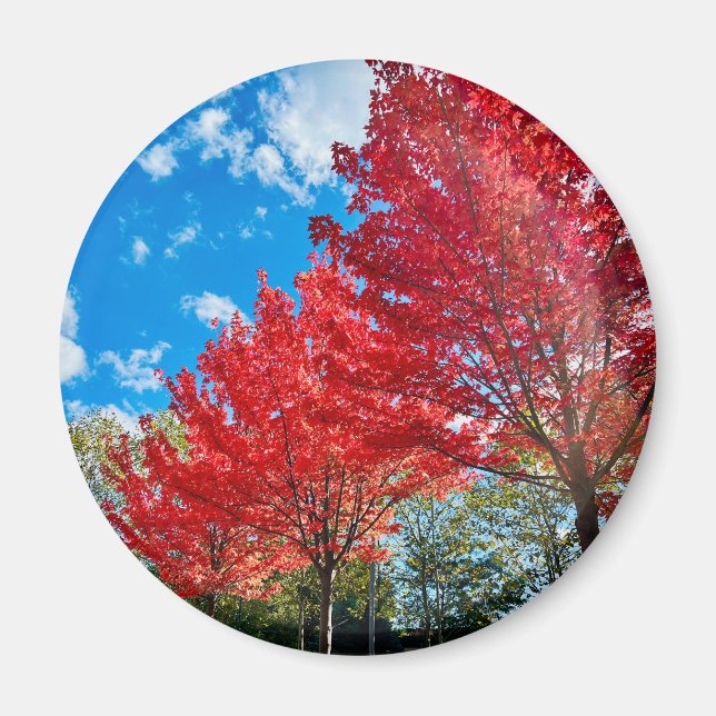 Bright Red Tree Leaves In Autumn Magnet (Front)