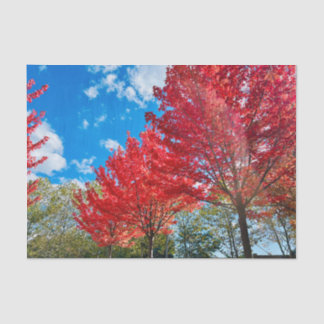 Bright Red Tree Leaves In Autumn Tissue Paper