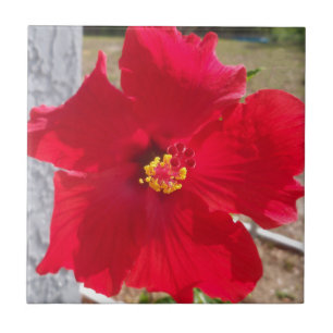 bright red tropical hibiscus flower tile