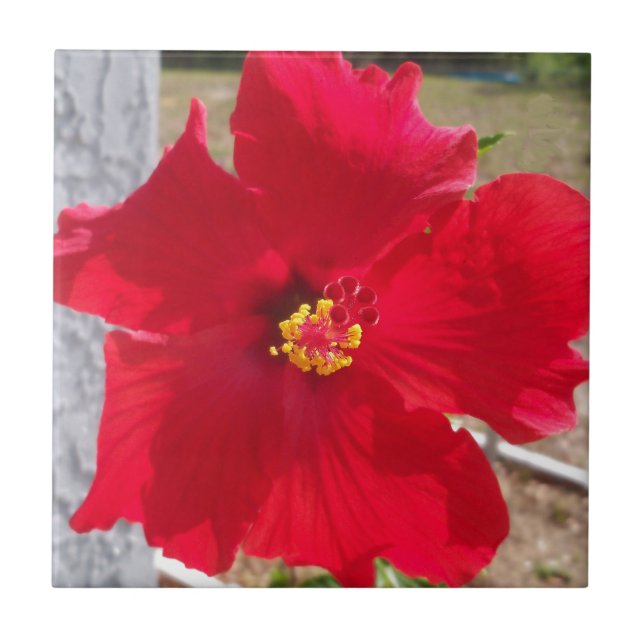 bright red tropical hibiscus flower tile (Front)