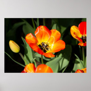 Bright red tulip Photo Poster