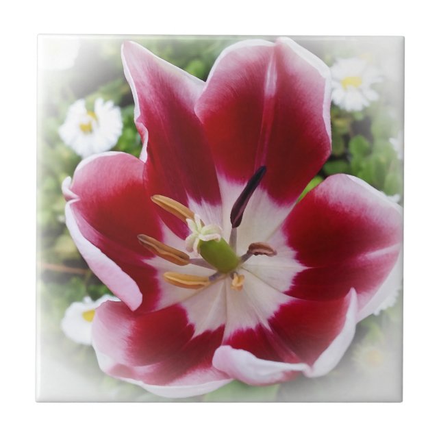 bright red tulip tile (Front)