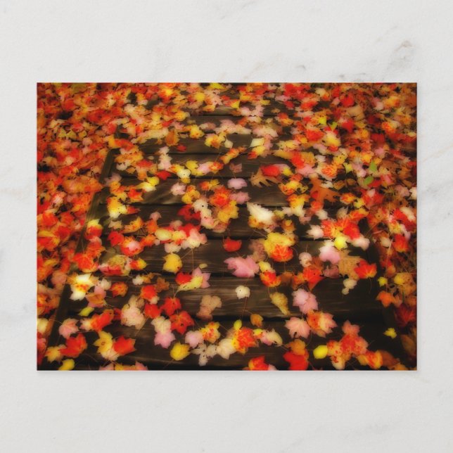Bright Red Yellow Autumn Maple Leaves Postcard (Front)